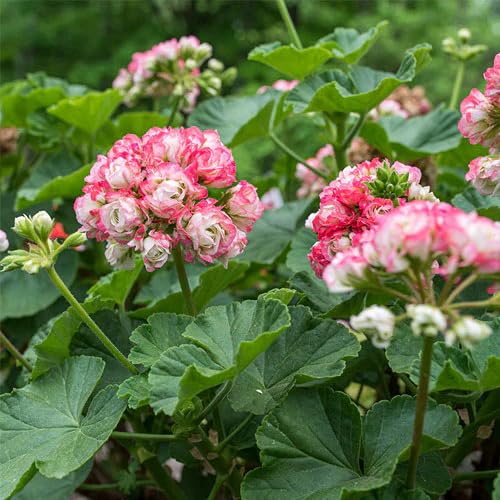 Mixed Aparajita Flowers Seeds