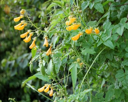 yellow eccremocarpus flower seeds