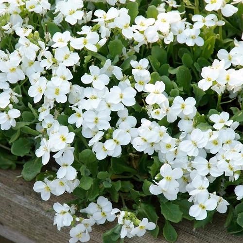 White Aubrieta Flower Seeds