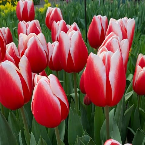 Tulip Flower Seeds Exotic Flowering Plants for Vibrant Backyard Beauty for Colorful Landscape - Heirloom Non GMO High Ge