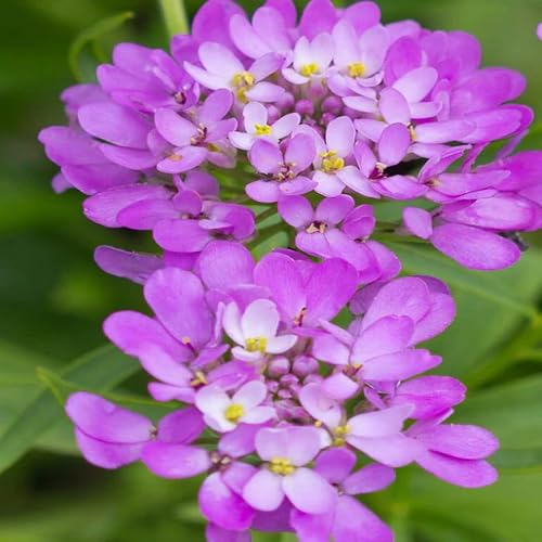 Candytuft Flower Seeds