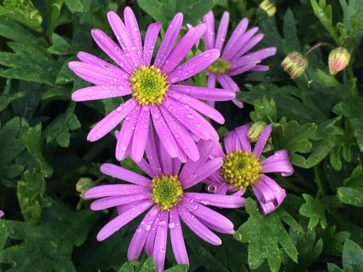 violet brachyscome flower seeds
