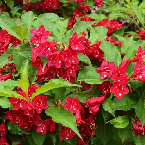 Red Weigela Flower Seeds