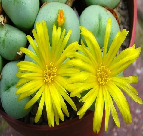 Conophytum Flower Seeds