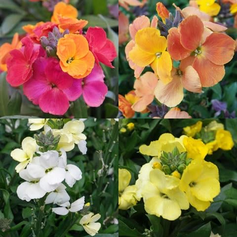 Mixed Cheiranthus Cheiri Flower Seeds