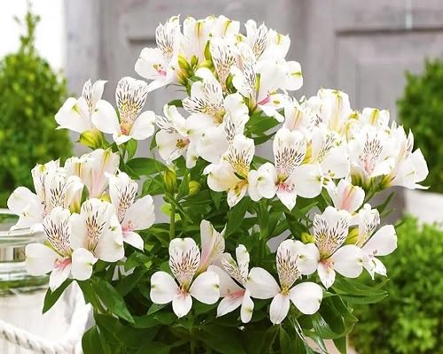 White Alstroemeria Flower Seeds