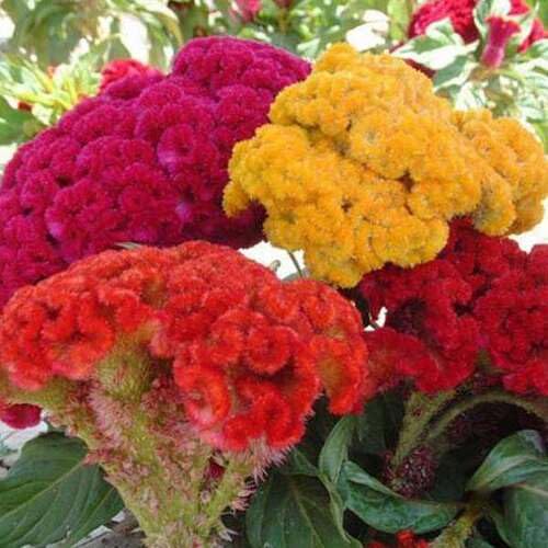 Mixed Cockcomb Flower Seeds