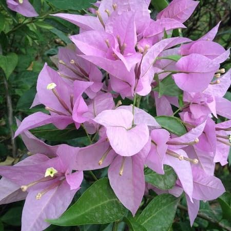 Bougainvillea Flower Seeds