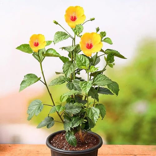 Yellow PC Hibiscus Flower Seeds