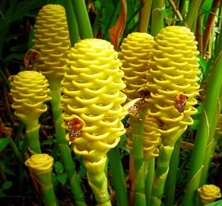 Beehive Flower Seeds