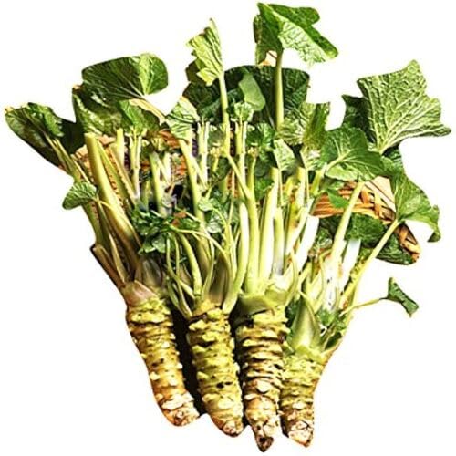 Horseradish Green vegetable seeds for Home Gardening, Natural Farm Fresh Gardening Choice for kitchen garden planting