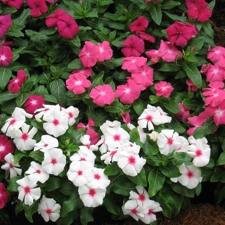 vinca Flowers Seeds