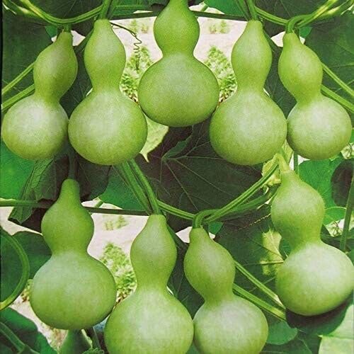 Calabash Round vegetable seeds vegetable seeds for Home Gardening, Easy Grow Farm Fresh Produce for kitchen garden planting