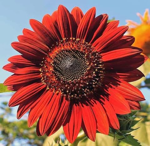 Red Sunflower Seeds