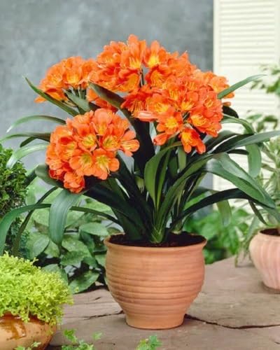 Orange Clivia Miniata Flowers Seeds