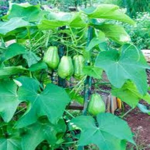 chayote fruit green Fruit Seeds organic garden seeds