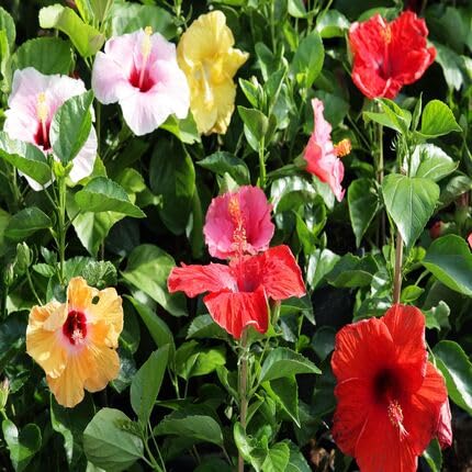 Mixed Hibiscus Flower Seeds