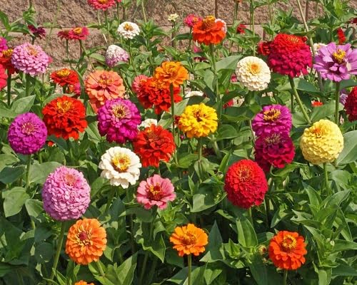 White Giant Zinnia Flower Seeds