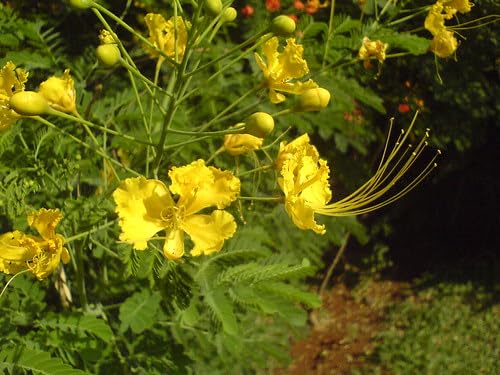 Yellow Caesalpinia Flower Seeds