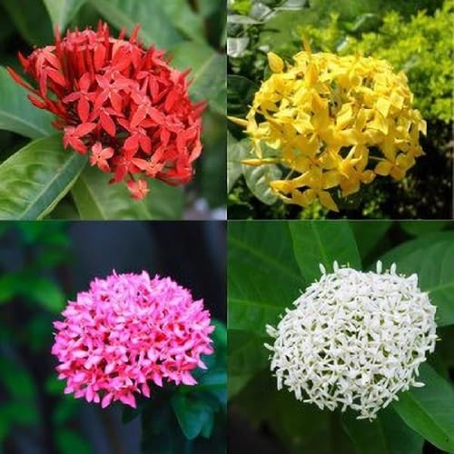 Mixed Ixora Flower Seeds