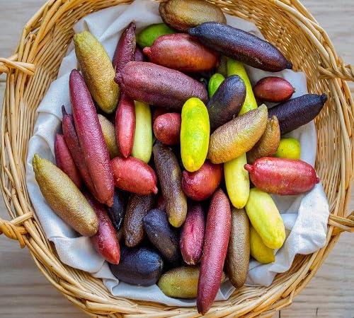 Finger Lime Fruit fruit seeds for organic garden planting