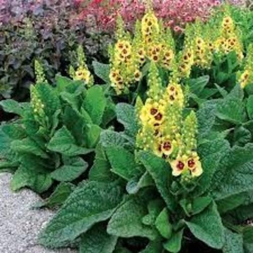 Yellow Verbascum Flower Seeds