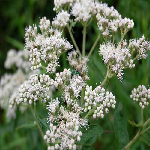 White Eupatorium Perfoliatum Flower Seeds