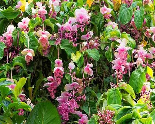 Pink Medinilla Magnifica Flower Seeds