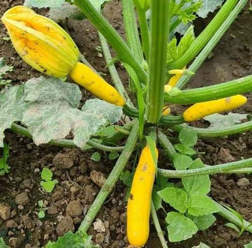 Golden Yellow Zucchini vegetable seeds for Home Gardening, Organic Raised Bed Garden for kitchen garden planting