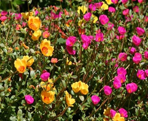 Mixed Portulaca Rose Flower Seeds