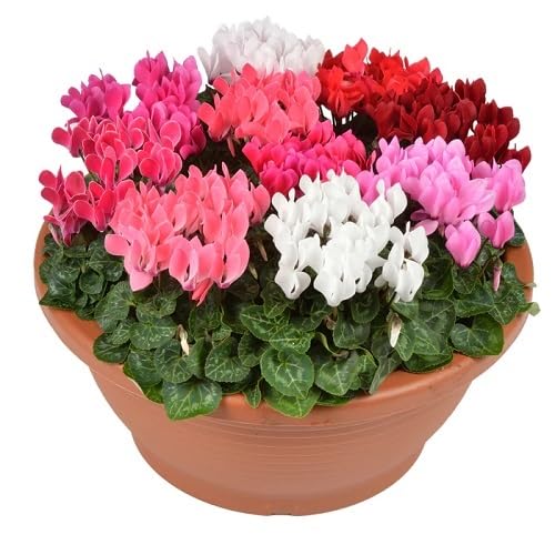 Mixed Bleeding Heart Flower Seeds