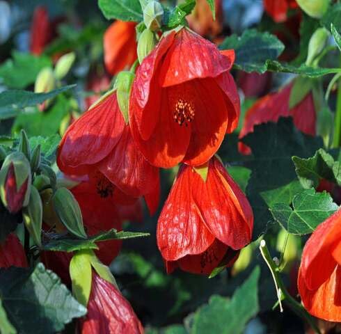 Red Abutilon Flower Seeds