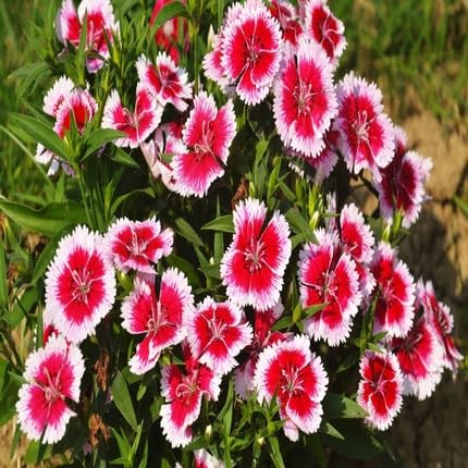 Red White Dianthus Flower Seeds
