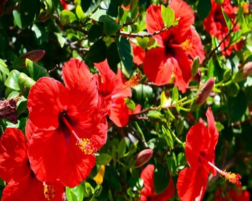 red hibiscus flower seeds