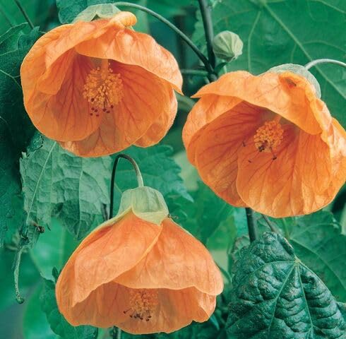 orange abutilon flower seeds