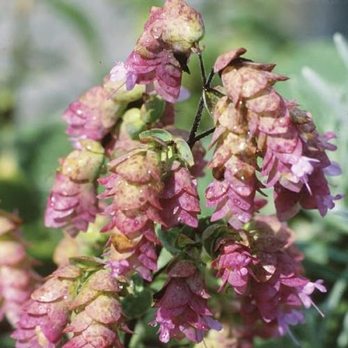 Pink Origanum rotundifolium Flower Seeds