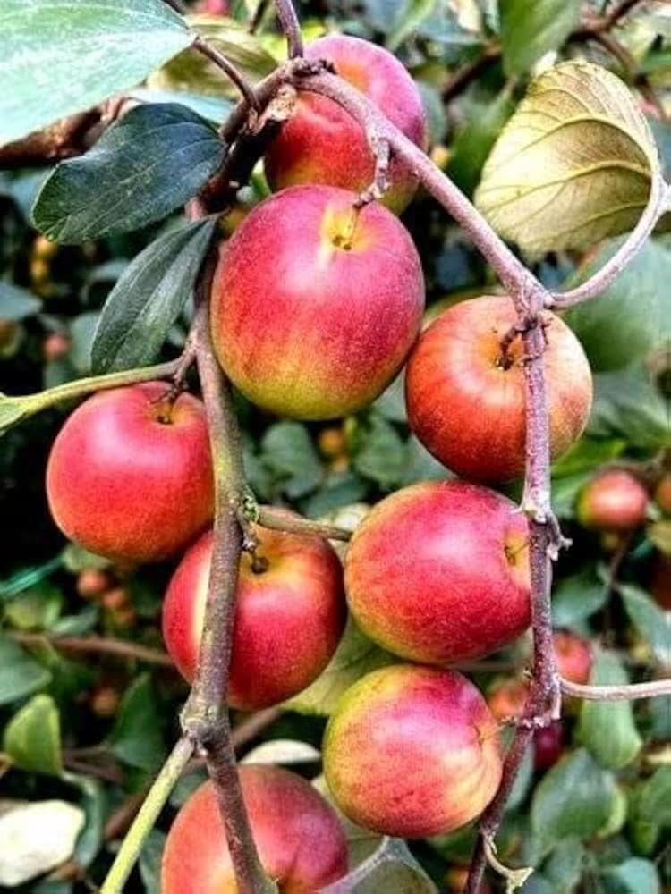 Red Green Apple Fruit Variety Home Orchards For Sustainable Fruit Seeds