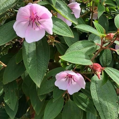 Purple Tibouchina Flower Seeds