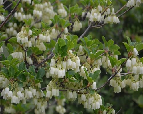 White Enkianthus campanulatus Flower Seeds