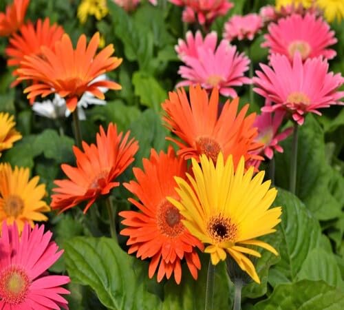 Mixed Jamesonii Flower Seeds