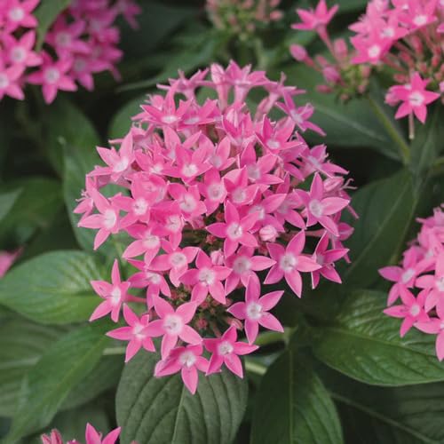 Pink Pentas Lanceolata Flower Seeds