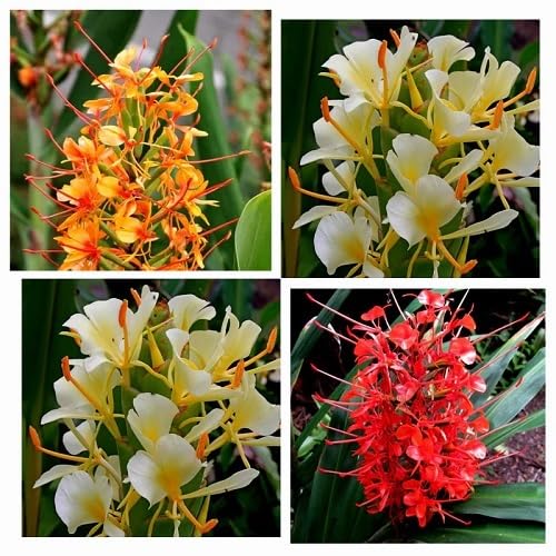 Mixed Gardnerianum Flowers Seeds