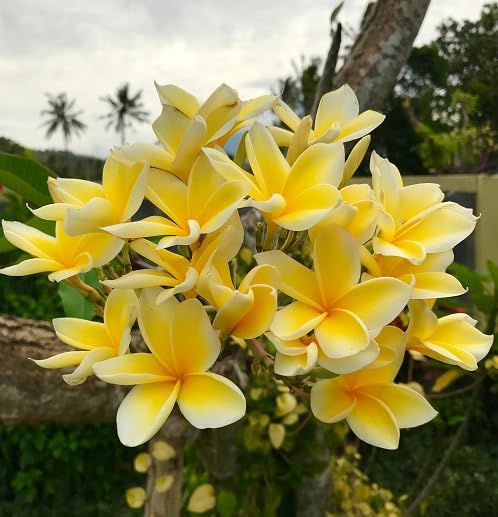 Yellow Plumeria alba Flower Seeds