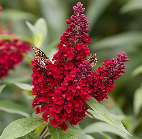 Red Buddleia davidii Flower Seeds