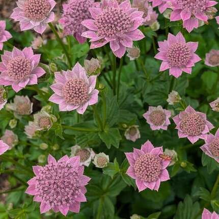 Pink Astrantia Flower Seeds