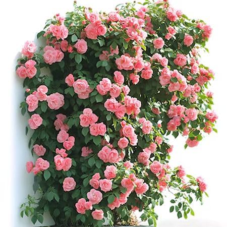 Pink Climbing Rose Flower Seeds