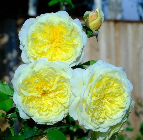 Yellow Climbing Roses Flower Seeds