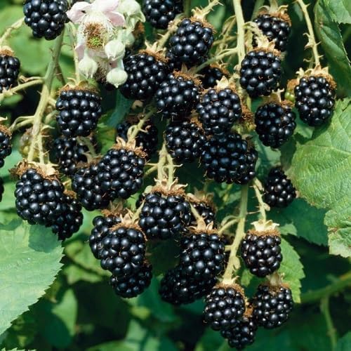 BlackBerry Fruit fruit seeds for organic garden planting