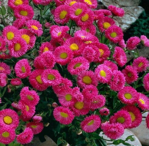 pink erigeron flower seeds