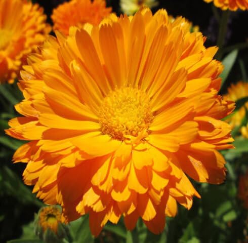 Orange Calendula ficinalis Flower Seeds